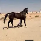 حصان انجليزي سباق شعبي العمر 5 الطول 8بلكات السلامه شرط