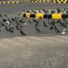 حمام للبيع نشيط جدآ