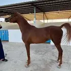 حصان مكس