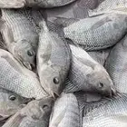 سمك بلطي كبار وصغار يتكاثر بسرعة