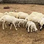 ضان رفد مواليد جذعات وثنيات