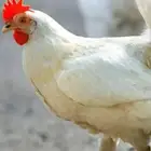 مطلوب ترخيص بياض للبيع