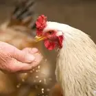 مطلوب حوش او استراحة للطيور