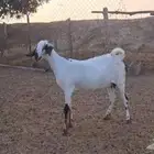 عناق بيشي اصيل