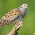 قمري شحم لبيع
