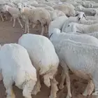 حريات للبيع