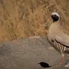 مطلوب حجل صيد ولا تربيه
