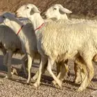 رخال حريات صنف الصنف (تم البيع)