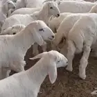 غنم حريات للبيع