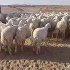 حريات للبيع