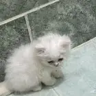 للبيع ب 250قطط