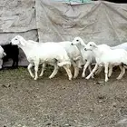 رخال وخرفان للبيع