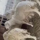 للبيع غنم حريات حرش صنف دفيع فواخر