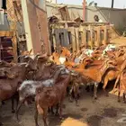 مراح كامل للبيع