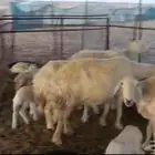 غنم حريات العدد 50 مواليدها 6 تحتها 7 والباقي دفيع شرط