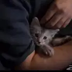 قطوه للتبني