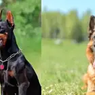 مطلوب كلاب للتبني