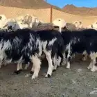 نجد غنم صنف للبيع