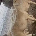 للبيع غنم حريات حرش صنف