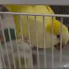 طير للبيع 300