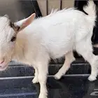 ماعز استرالي