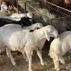 للبيع طليان حريات