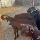 جفار سوريه للبيع