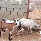 ماعز جنوبي