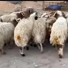 للبيع ذبايح عزايم ومناسبات