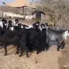 تيوس عوارض تيوس مندي