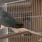 للبيع انثي دره بلو كلير تل وايت هد