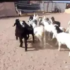 تيوس مندي مخصي فل مقفله شحم شي فاخر