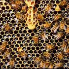 عسل طلح الباحة