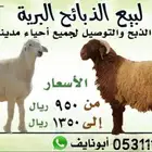ذبايح بريه شرط مع خدمة السلخ والتوصيل مجانا