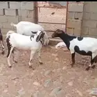 ماعز