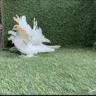 جوز رقاص امريكي اوفرر