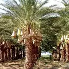 جثايث نخل مثمر انواع مشكله للبيع