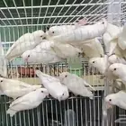 روز