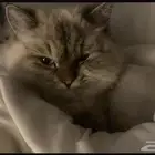 قطة هملايا شيرازي