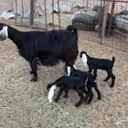 عنز يتبعها ثلاثه