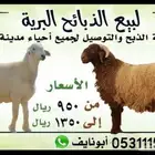 للبيع ذبايح بريه مع خدمه السلخ والتوصيل