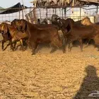 جفرات قبرصيات نوادر((( تم البيع )))