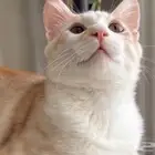 قطوه للتبني