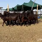 معزا قبرصيات نوادر((( تم البيع )))