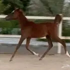 مهر