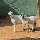 شياه حريات ثنايا متابيع