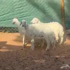 بهم حريات للبيع