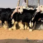 رخال نجد خصم منوة القناي