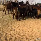 جفرات قبرصيات ومصريات نوادر((( تم البيع)))