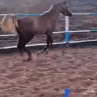 العلاء